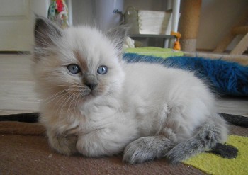 femelle blue colourpoint - 7 semaines - Chatterie Ragdolls du Val de Beauvoir